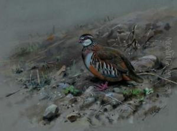 Red-legged Partridge - view 1