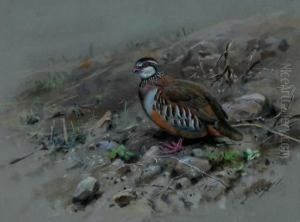 Red-legged Partridge by George Edward Lodge
