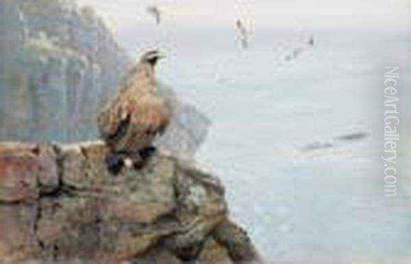 Sea Eagle And Kittiwakes - view 1