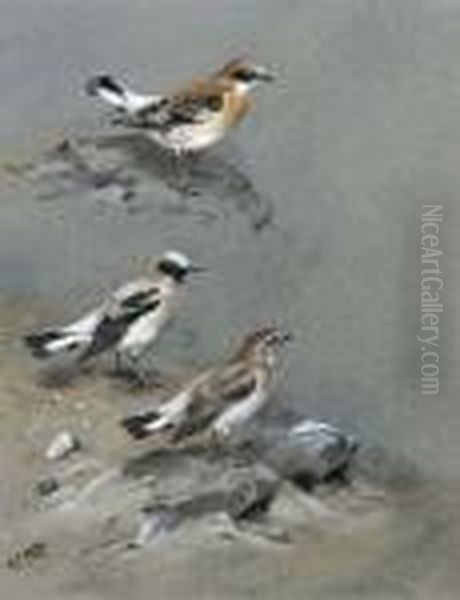 A Petchora Pipit, Grey-headed
Wagtail And A Black-headed Wagtail; And Black-eared Wheatear - view 1