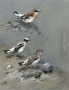 A Petchora Pipit, Grey-headed 
Wagtail And A Black-headed Wagtail; And Black-eared Wheatear