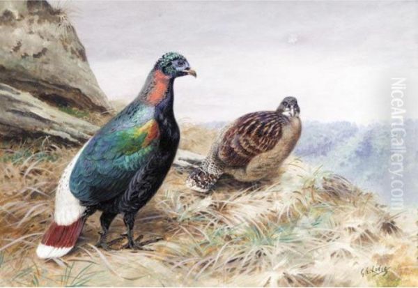 A Pair Of Sclater's Impeyan Pheasants - view 1