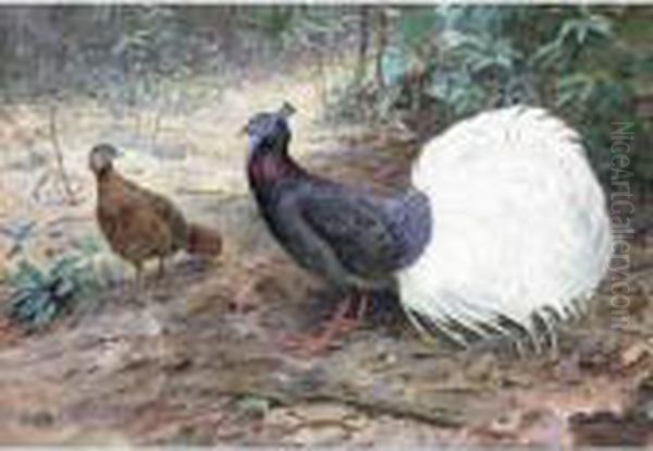 A Pair Of White Tailed Wattled Pheasants - view 1