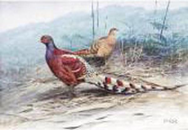A Pair Of Burmese Pheasants - view 1