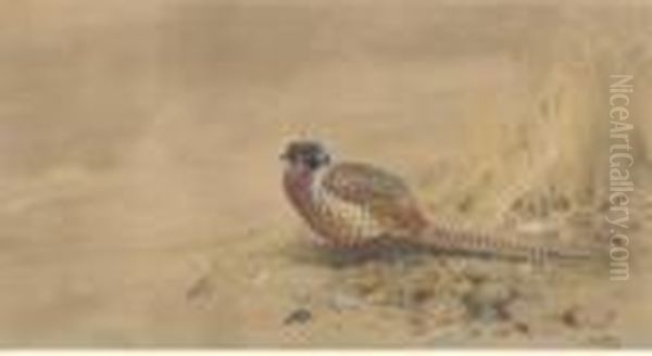 A Pheasant - view 1