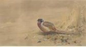A Pheasant by George Edward Lodge