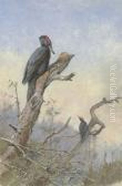 Great Black Woodpecker - view 1