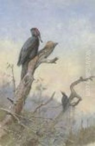 Great Black Woodpecker
