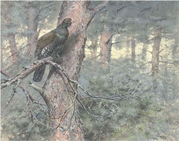 Capercaillie, On Scots Pine - view 1