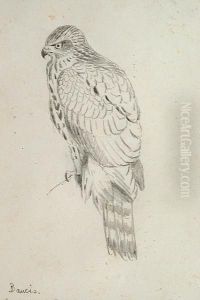 Bancis by George Edward Lodge