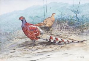 Pair Of Burmese Pheasants by George Edward Lodge