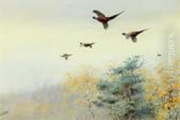 High Flyers Pheasants In Flight - view 1