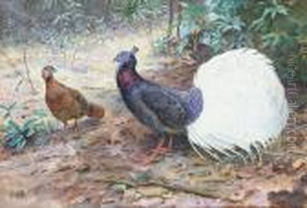 Pair Of White Tailed Wattled Pheasants - view 1