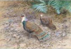 A Pair Of Bornean Peacock Pheasants by George Edward Lodge