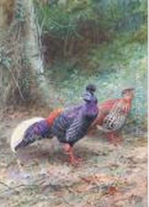 A Pair Of Malayan Crested Firebacks