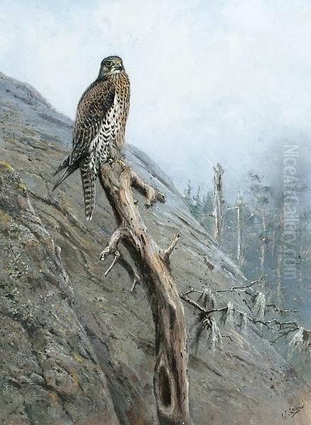 Gyr Falcon - view 1