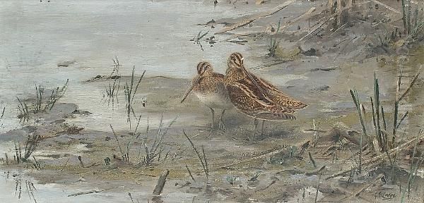 Snipe - view 1