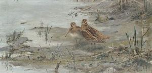 Snipe by George Edward Lodge