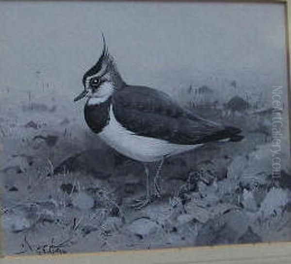 A Study Of A Lapwing - view 1