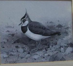 A Study Of A Lapwing by George Edward Lodge