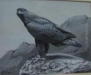 A Study Of An Eagle