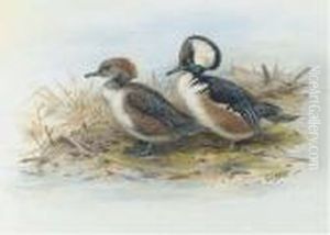 Male And Female Hooded Merganser Male And Female Hooded Merganser