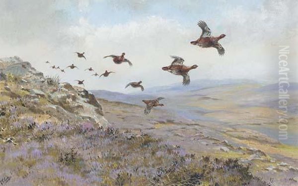 Red Grouse In Flight - view 1