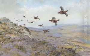 Red Grouse In Flight