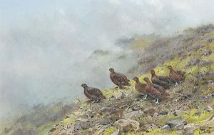 Red Grouse On A Scottish Moor