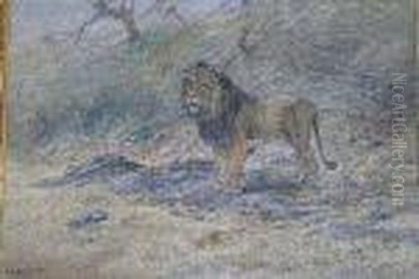 African Lion - view 1