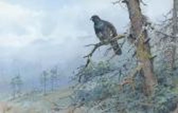 Capercaillie - view 1