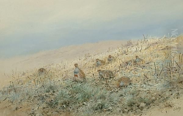 Partridge In Stubble - view 1