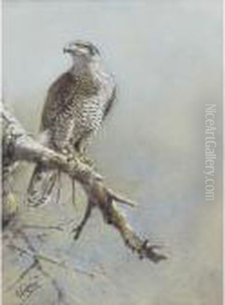 Falcon - view 1