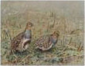 Grey Legged Partridge by George Edward Lodge