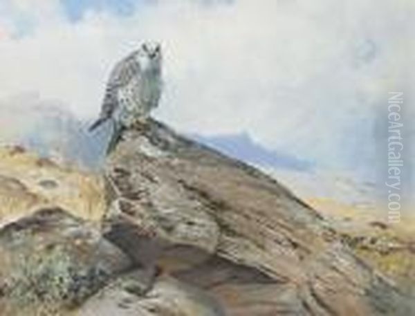 Gyr Falcon On A Rocky Outcrop - view 1