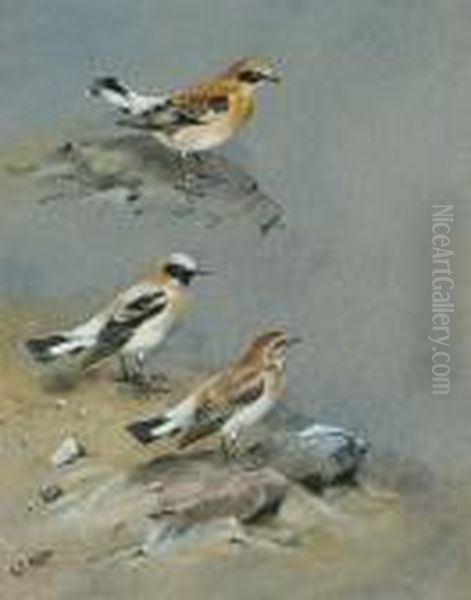 Western Black-eared Wheatear - view 1