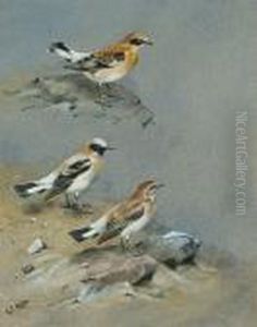 Western Black-eared Wheatear by George Edward Lodge