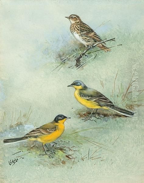 Pechora Pipit, Grey-headed Wagtail, Black-headed Wagtail - view 1