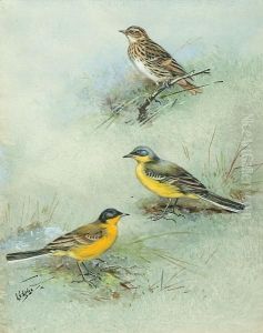 Pechora Pipit, Grey-headed Wagtail, Black-headed Wagtail by George Edward Lodge