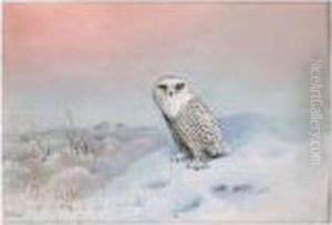 A Snowy Owl by George Edward Lodge