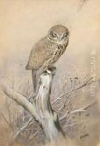 Tawny Owl by George Edward Lodge