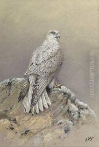 Greenland Gyr Falcon by George Edward Lodge
