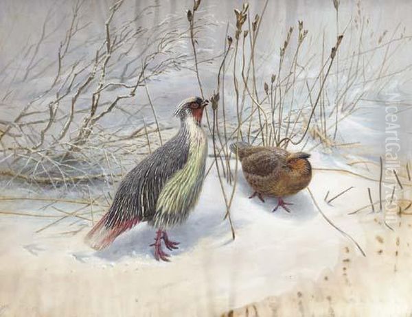 Two Common Blood Pheasants - view 1