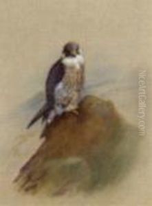 Falcon