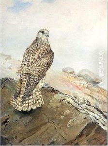 Immature Greenland Gyr Falcon by George Edward Lodge
