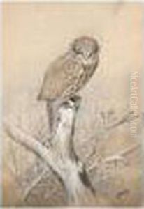 Young Bird Of Prey by George Edward Lodge