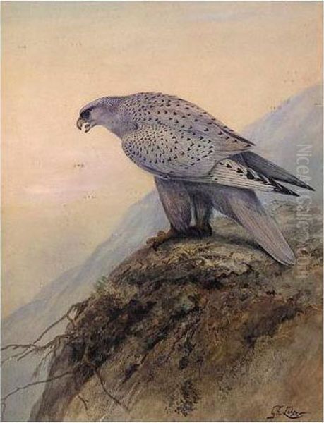 Greenland Falcon - view 1
