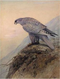 Greenland Falcon by George Edward Lodge