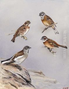 Studies Of Birds Including Rustic Bunting, Snow Finch And Rock Bunting Studies Of Birds Including Rustic Bunting, Snow Finch And Rock Bunting