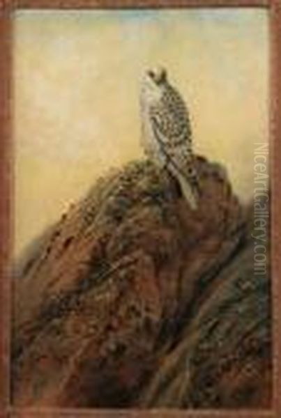 Gyr Falcon - view 1